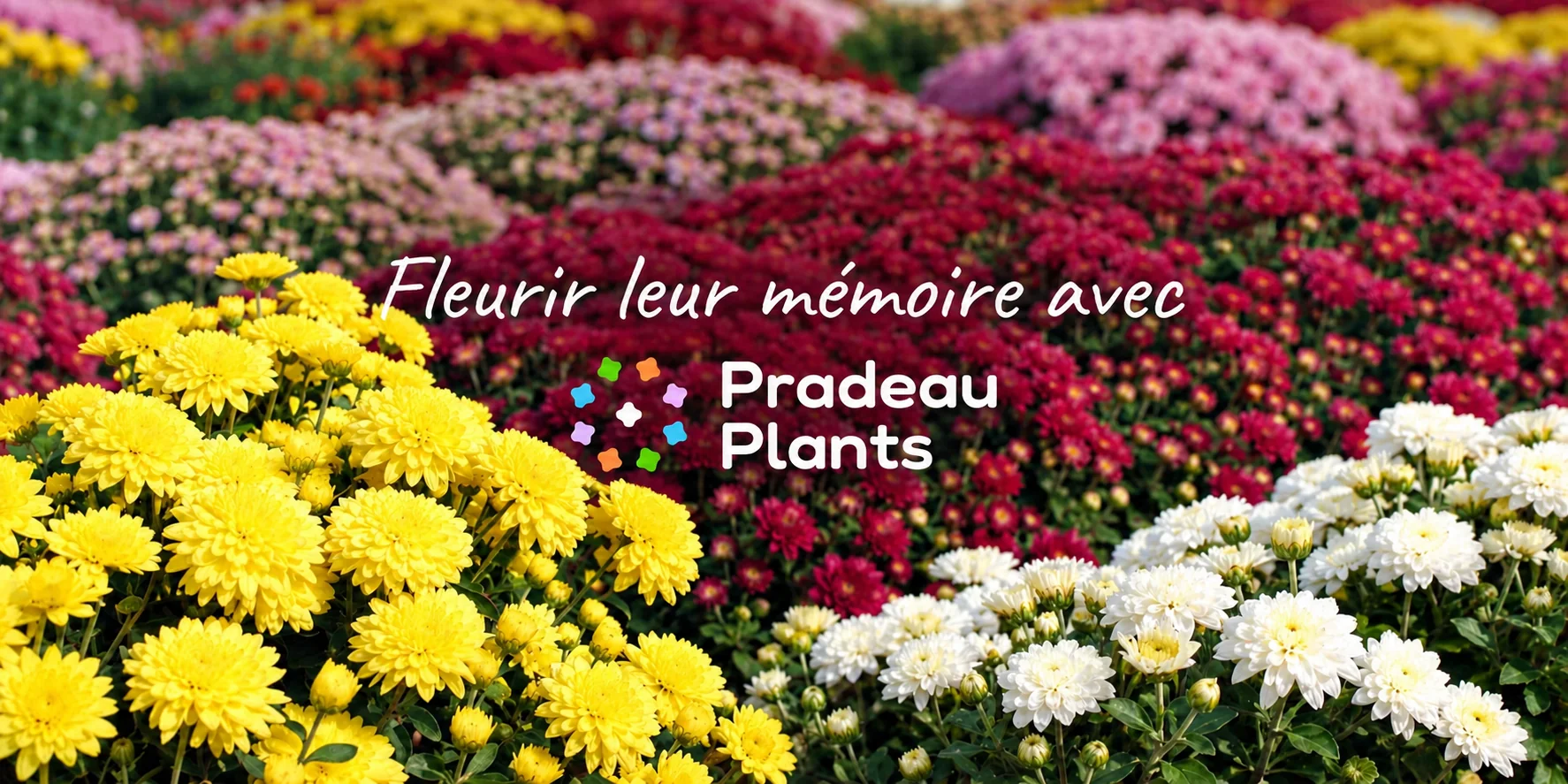 Fleurir leur mémoire avec Pradeau Plants — chrysanthèmes de la Toussaint.